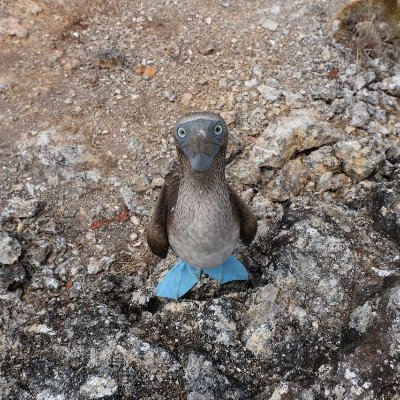 ABrestmeme's profile picture. 🐝🐢 Plus à l' Ouest. ✌ Bâbord d' abord.
 J' aime les couleurs la zoologie la botanique le tableau de Mendeleiev.
 Insoumise depuis le 20ème siècle. ♻️🌍🚰