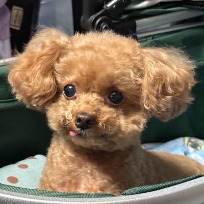 BABYJ_1987's profile picture. พิเจ @j_sindhuprai🐰 พิจูน @june_nannirin🐈‍⬛ พิจ๋อง @enjoyyotdrr 🐶 น้อนจ้วม @ormmormm 🦋