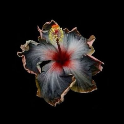 _dahahs's profile picture. لا حول ولا قوة إلا بالله العلي العظيم، اللهم إني فوضت أمري إليك | CHE ིྀ| KFUPM Voluntary Work Unit | ‘22