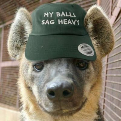 Rato_Generico's profile picture. Gosto de conversar e jogar