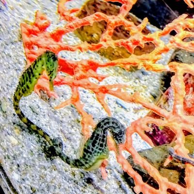 elfさんのプロフィール画像