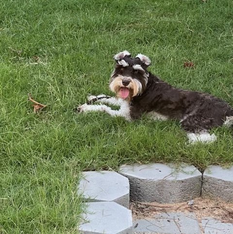 GoebelDuanbi's profile picture. 