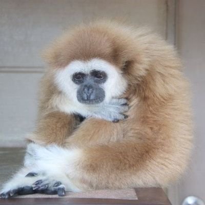 gibbongirl274's profile picture. autism powers activated 💥 primate lover