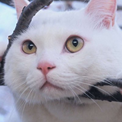 xiaoyuyu9999's profile picture. 