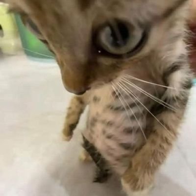 grnnisss's profile picture. 🏳️‍🌈🏳️‍⚧️