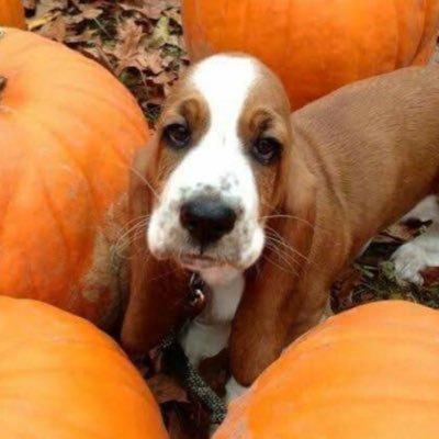 _Puppy_Chow_'s profile picture. 🐾19🐾 🍎Multi-fandom🍎 🎵Suggestive+Gore🎵 ⭐️Basic DNI⭐️