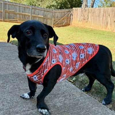 attackofwieners's profile picture. Wiener Dogs,Horror Movies,Plant based,Podcast Listening,Addicted to collecting something, ❤️my wife,Dogs and Halloween.