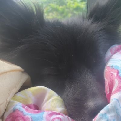 Sol736637's profile picture. 世界蜜蜂如此年轻