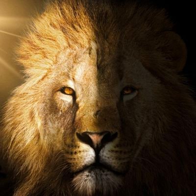 iamabhiwayal's profile picture. Humanity !