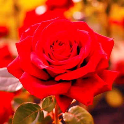 redflowerdeer10's profile picture. Hello ^^

i made this account for fun :p