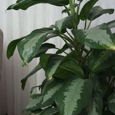 Serhed2134's profile picture. Rojame tarîne nekin