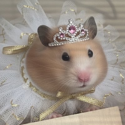 riri07naNA's profile picture. ハムスター2匹、レオパ1匹、ニシアフ1匹飼育しています。我が家のペット達のポストします。