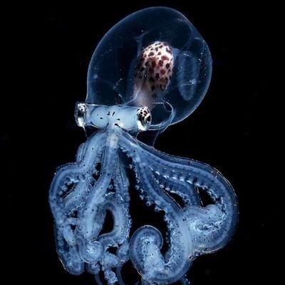 Emouida's profile picture. 