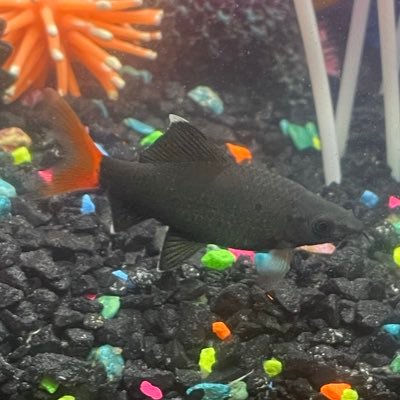 Circus_Blues's profile picture. They/He || I’m here to draw and have fun^^ ||