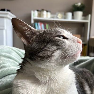 ittybittysaffy's profile picture. 6 years old and lover of potatoes 🥔🏳️‍🌈