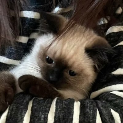:Pさんのプロフィール画像