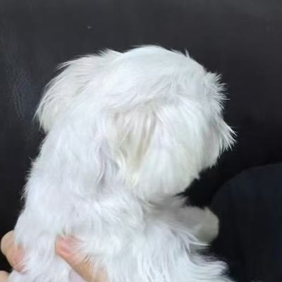 1luvjsc's profile picture. 강아띠 좋아해