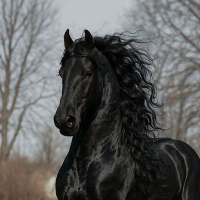 maxymusssssss's profile picture. 말