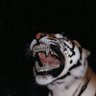 _whodeydan's profile picture. #RuleTheJungle #ATOBTTR #LukaMagic