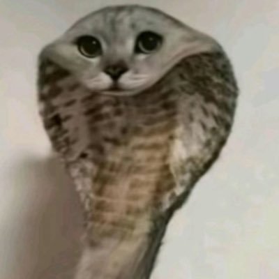 cabberbabber's profile picture. MINOR (17) hi im cabber