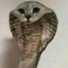 cabberbabber's profile picture. MINOR (17) hi im cabber