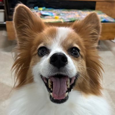 satomishizuka's profile image