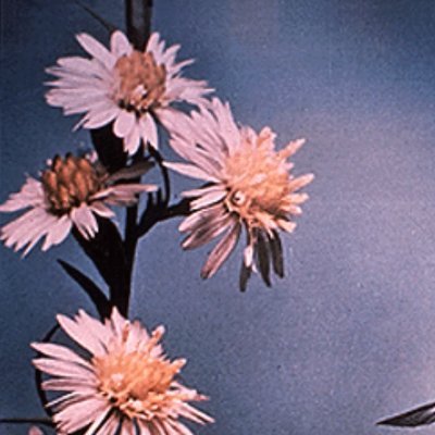 ToposGigio's profile picture. pos nomas