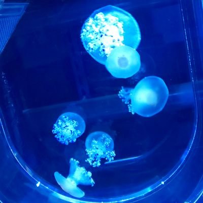 b8_yxm's profile picture. 私のポストは全て【個人の感想】です。

基本政治関連の独り言/情報収集は積極的に/発信は消極的（多分リプしませんがコメントはご自由に）
無党派右寄り/極めてる方はお帰り下さい/
住み分け大事