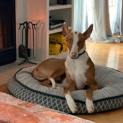 Davidwillsss's profile picture. God fearing 🌲🍀, nature lover, love smiling and I enjoy making people smile also, hoping for a better America 🇺🇸 God bless you all and God bless America