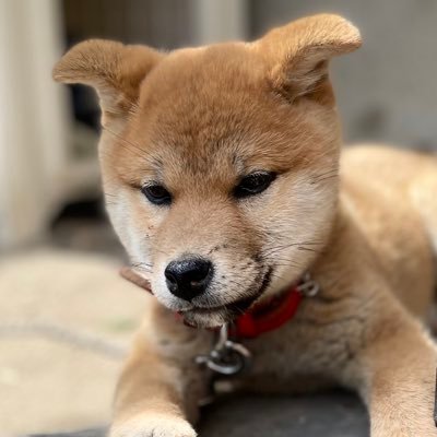 E4Hero's profile picture. 世界が平和であるように🕊️