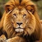 Kc0888474Cox's profile picture. No, DM'S please! Thanks, Have a blessed day! 🙏🇱🇷