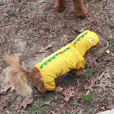 CThunderhill21's profile picture. #AnchorDown #ChopChop $hymc #amc #gme 
its always been the 'dores. Jesus is the answer