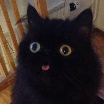A black cat 🐈‍⬛ 🎃さんのプロフィール画像