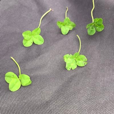 m_j_m_d_'s profile picture. God, family and country 🇨🇦