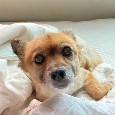 bookbook_jara's profile picture. 책도 읽고 글도 쓰고 작가도 되고 싶고 트친도 만들고 싶은 ADHD 여성 / 독서계 겸 일상계