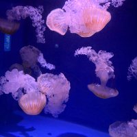 あすか (@7zwbv) 's Twitter Profile Photo