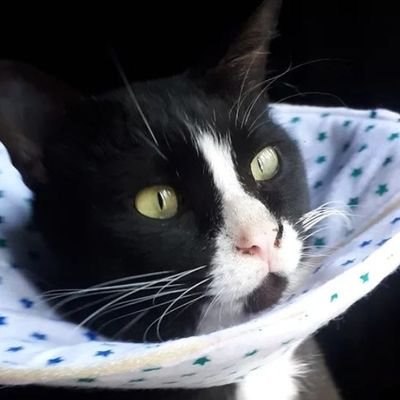 kkayunn's profile picture. plush doll surgeon and french seam supremacist 🪡  professional yapper, em dash (—) abuser. wants to fry chicken in big batches 🐣