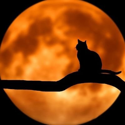 kommy50020809's profile picture. 音楽とライブと本と猫と空を眺めるのが好き。
群れない媚びない属さない自由人でいたい。
心は永遠の14歳の少年のおばはん50↑