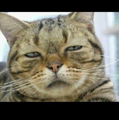 cyorozt0628's profile picture. 札幌在住。プロレス好き。サッカー好き。銀魂好き。犬猫も好き。