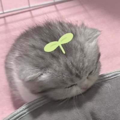 nini 𐙚