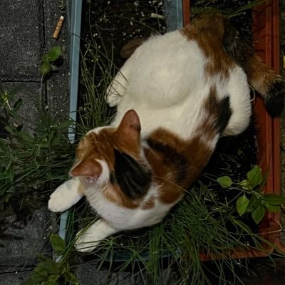 franciswwwww's profile picture. 嘿嘿 你發現我了🤪神秘滿天星amab😁不hrt🍥自然糖🙃07大齡青年🫤珠三角刷新🤪某港八大分校一年級坐牢ing🤪網絡獵奇生物🤪舍友🪨@Fe_ions超好的朋友🦐🍜 @AsdQWD358224 🥺永遠的閨蜜👭@jiangNing01