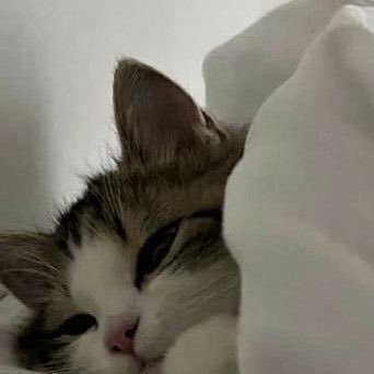 iheartb1aze's profile picture. ayam geprek