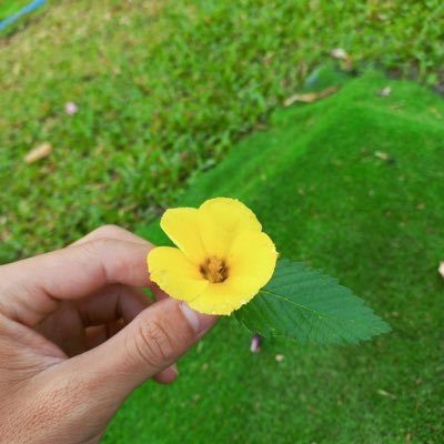 tixunhoang's profile picture. 