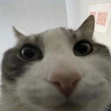 elonmuskvore's profile picture. Hello