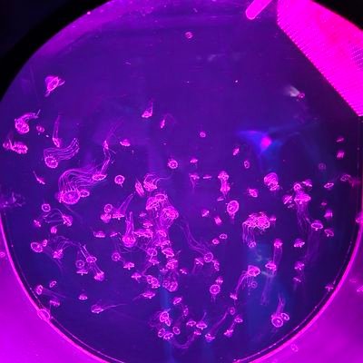 CozR1tpws431891's profile picture. 