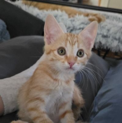 Lisak3388's profile picture. 'In the age of information ignorance is a choice' retired PAc🩺🏳️🌈🌱🎶 volunteer foster mom for https://t.co/hadx9GsKUW