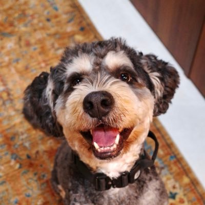 ruairiak's profile picture. mostly reading | sometimes writing | editing @time, previously @politicomag | @rebtanhs fan | https://t.co/4tAn19MJAO