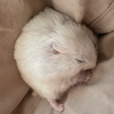 majick423184's profile picture. ポケカ以外のカードゲームは基本してないです。🥺フォロバ漏れあればdmにお願いします🙇♀️#フォロバ100 #いいねでフォロバ #フォロバ100絶対