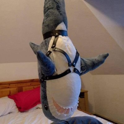 Rigober13800853's profile picture. 