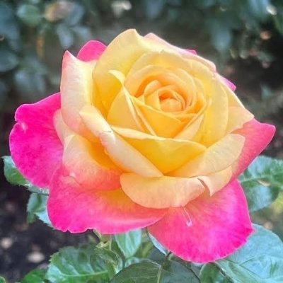 @manik199